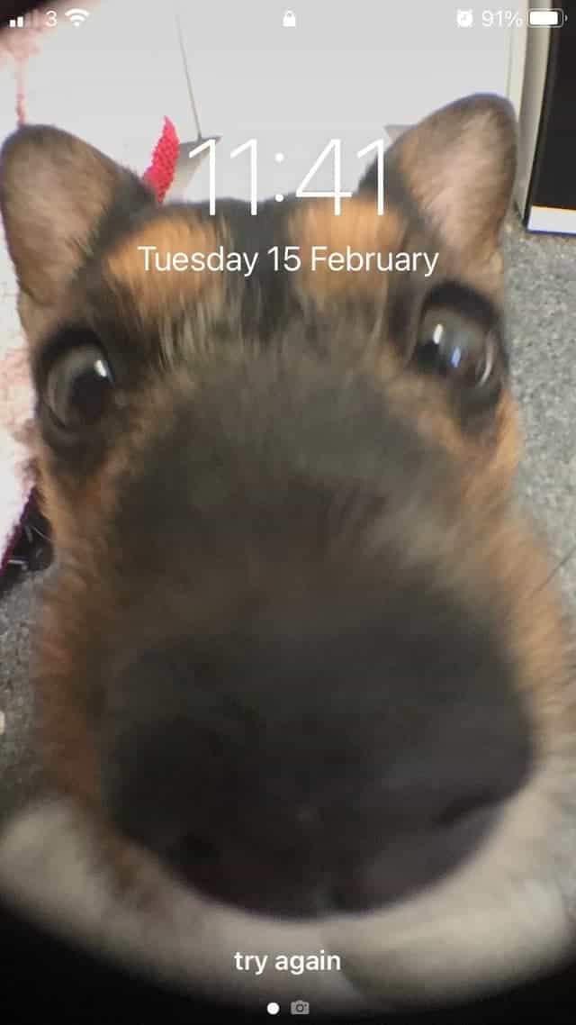 OWLS CAN SIT CRISS CROSS APPLESAUCE