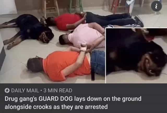 Drug gang's GUARD DOG lays down on the ground alongside crooks as they are arrested