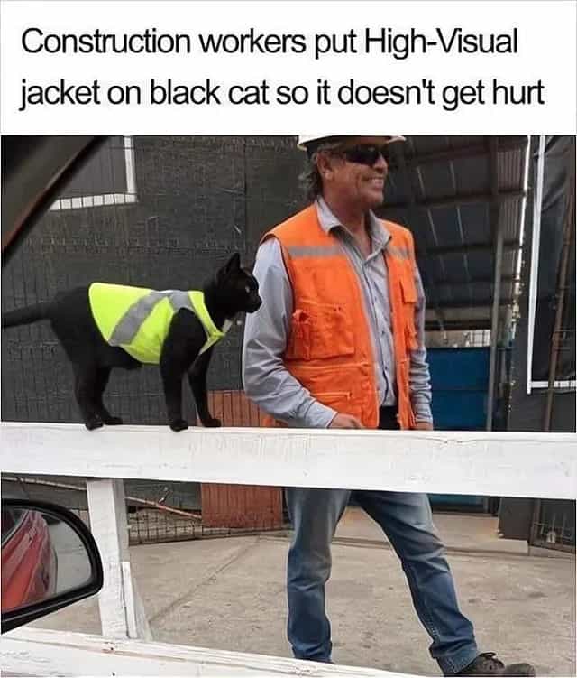 Construction workers put High-Visual jacket on black cat so it doesn't get hurt
