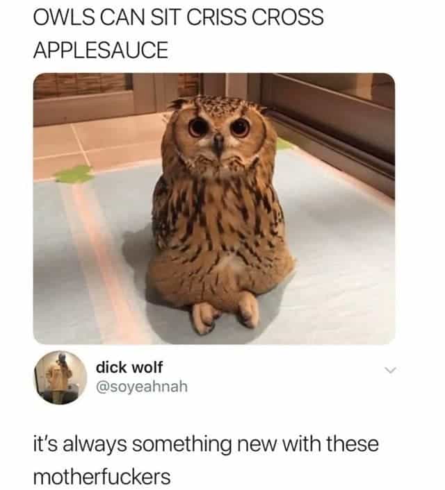 OWLS CAN SIT CRISS CROSS APPLESAUCE it's always something new with these
