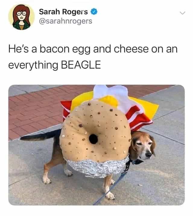 He's a bacon egg and cheese on an everything BEAGLE