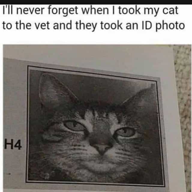 I'II never forget when I took my cat to the vet and they took an ID photo