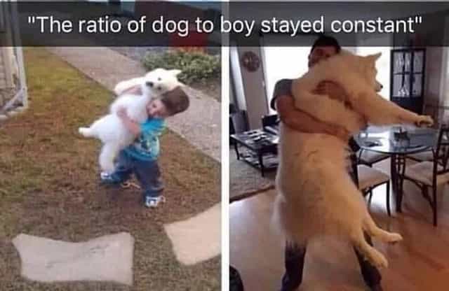 "The ratio of dog to boy stayed constant"
