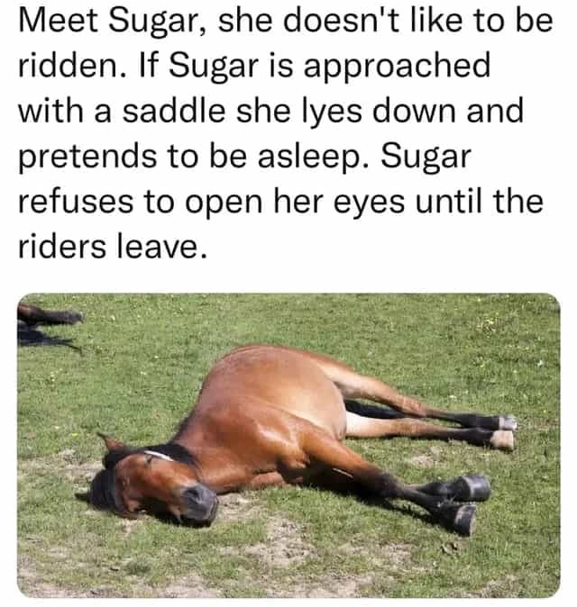 Meet Sugar, she doesn't like to be ridden. If Sugar is approached with a saddle she lyes down and pretends to be asleep. Sugar refuses to open her eyes until the riders leave.