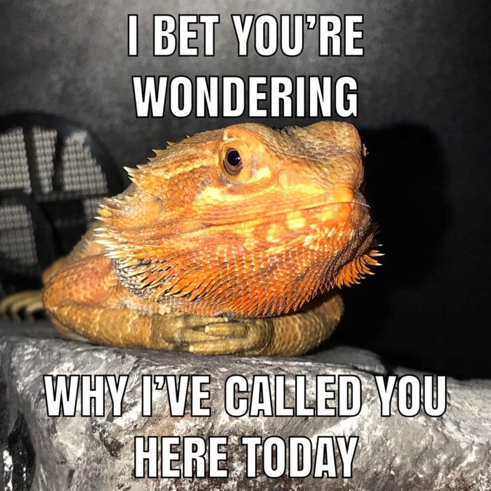 lizard meme-10-20230501 - Thunder Dungeon | The Funniest Memes. Period.