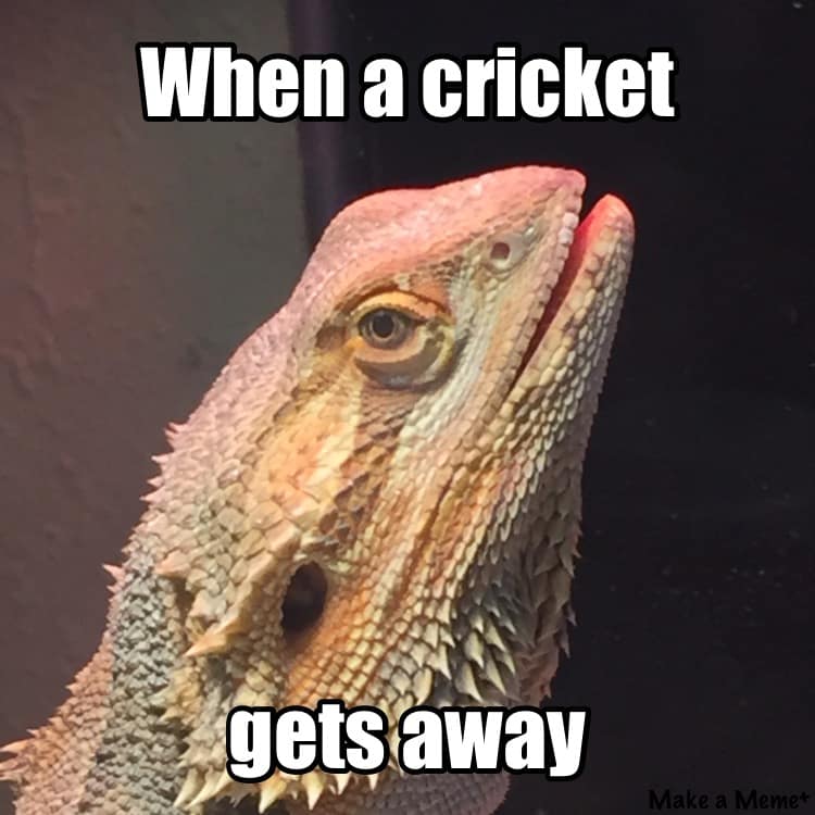 Thunder Dungeon Funny Memes, Funny Pictures, Funny Gifs and Funny