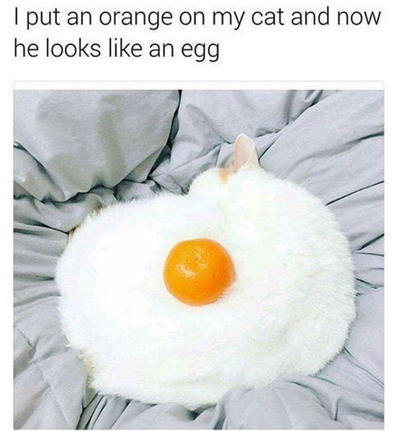 egg memes