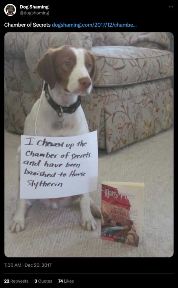 Thunder Dungeon - Funny Memes, Funny Pictures, Funny Gifs and Funny videos  daily. Submit your own. - dog shaming memes-8-7-11-2023