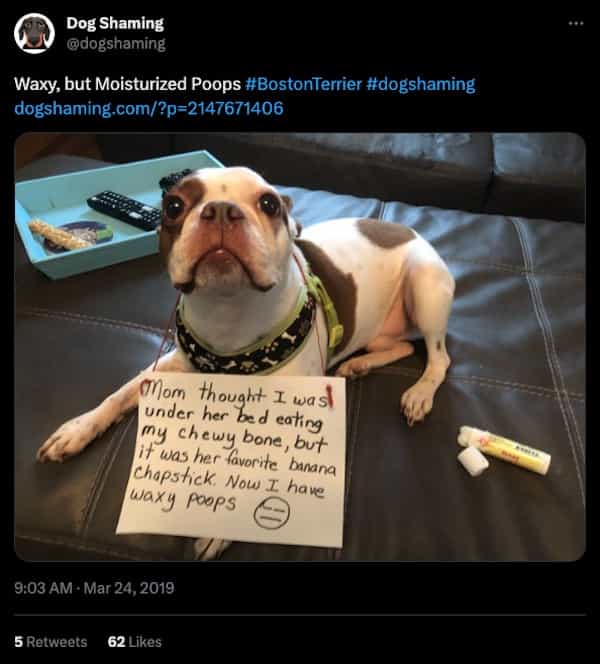 Thunder Dungeon - Funny Memes, Funny Pictures, Funny Gifs and Funny videos  daily. Submit your own. - dog shaming memes-8-7-11-2023
