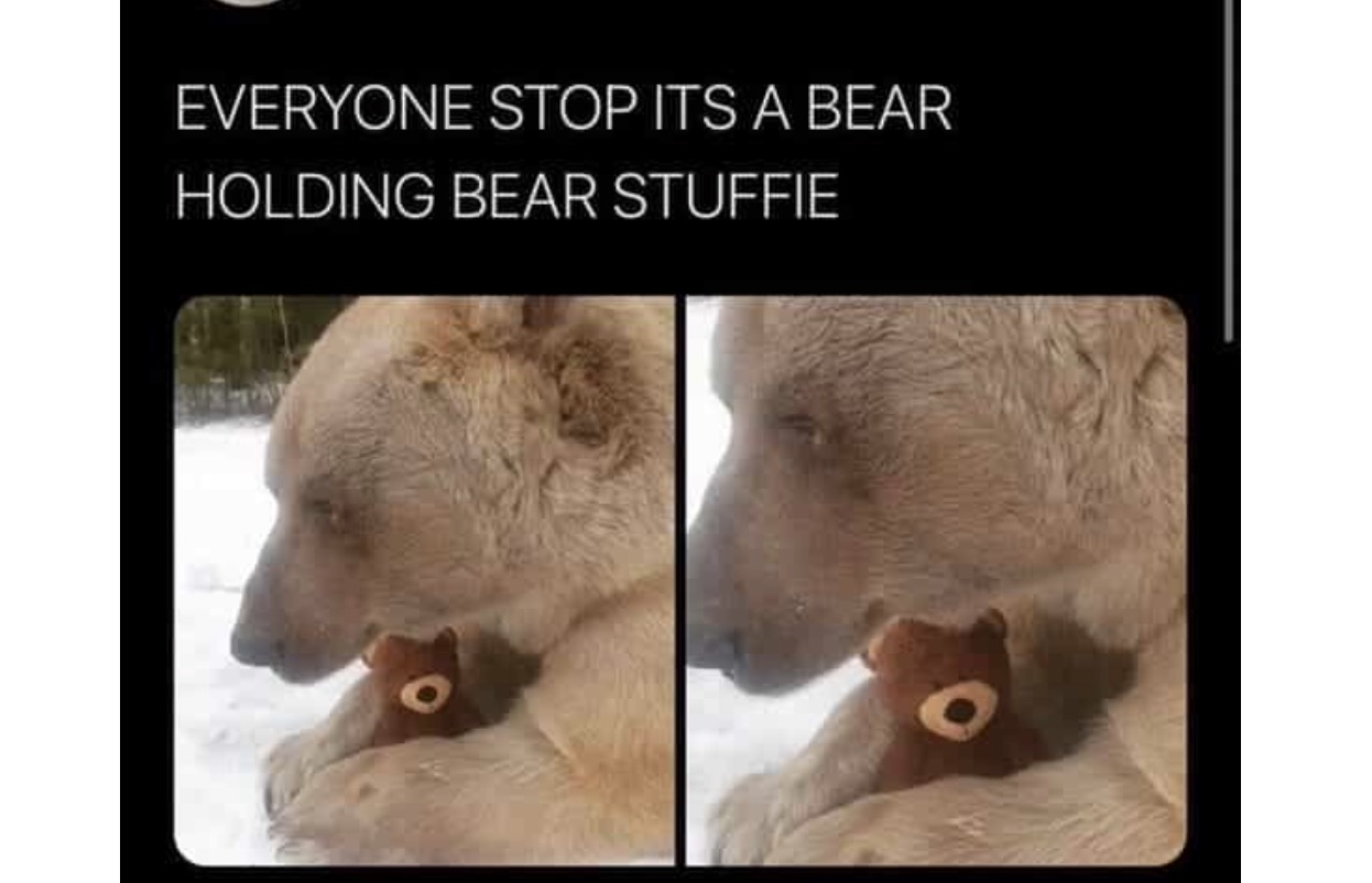 NOT HAVING PHOTSHOP TO MAKE BETTER BEAR MEMES - iFunny Brazil