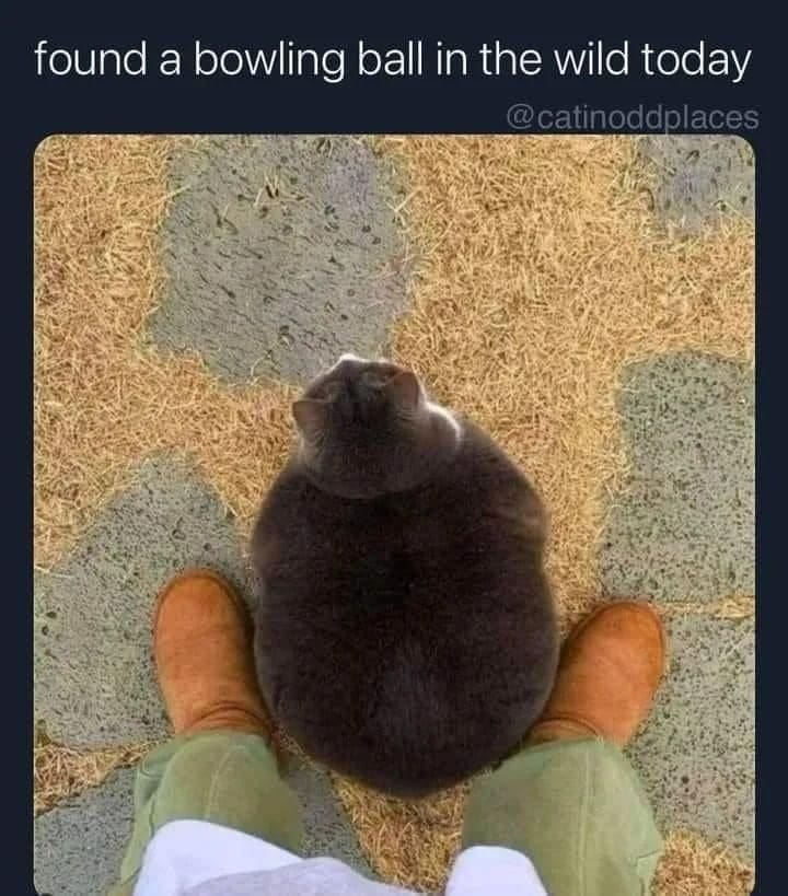 funny memes found a bowling ball in the wild today
