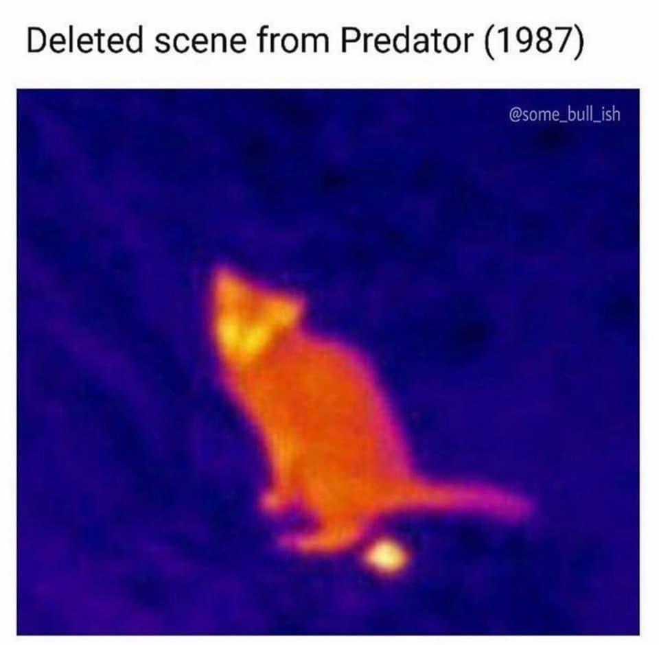 funny memes Deleted scene from Predator (1987) cat heat