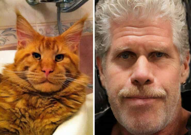 Ron Perlman cat