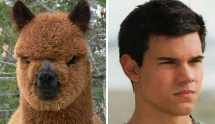 alpaca Tayler lautner