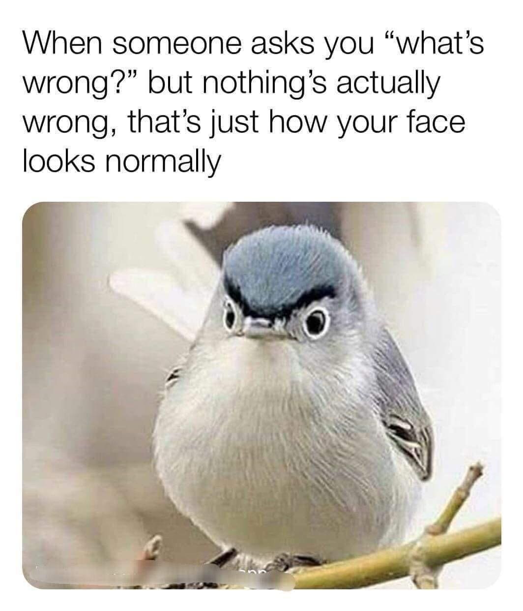 bird memes When someone asks you "what's wrong?" but nothing's actually wrong, that's just how your face looks normally