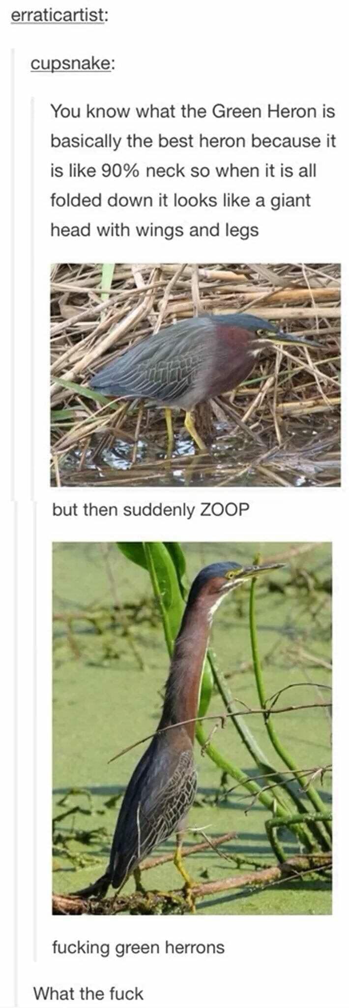 bird memes You know what the Green Heron is basically the best heron because it is like 90% neck so when it is all folded down it looks like a giant head with wings and legs but then suddenly ZOOP