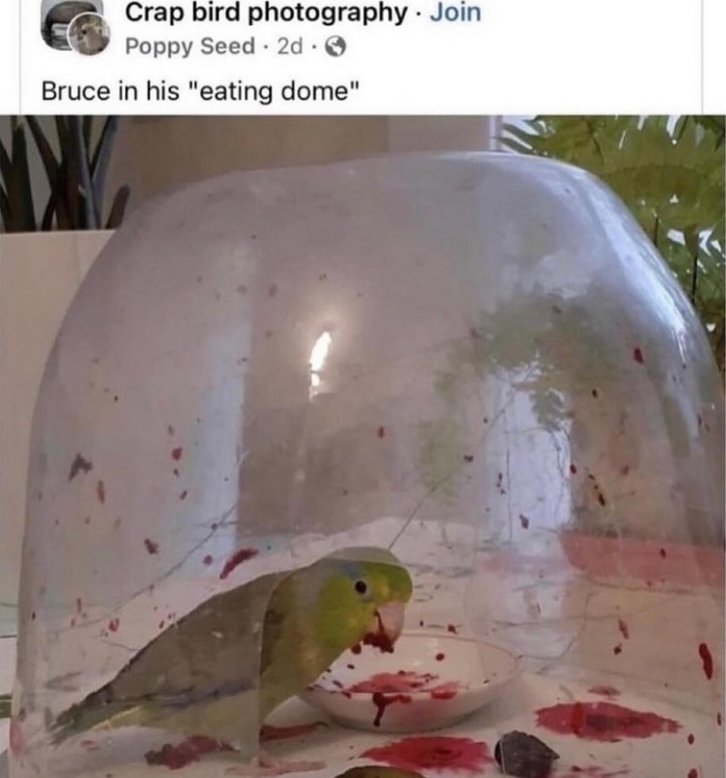 funny memes nightly Bruce in his "eating dome"