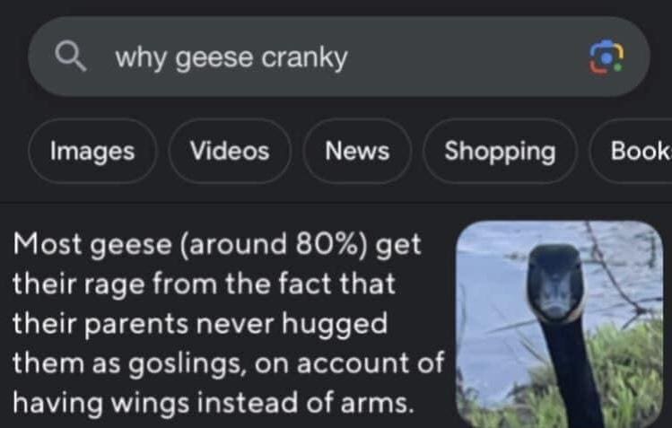 funny memes Most geese (around 80%) get their rage from the fact that their parents never hugged them as goslings, on account of having wings instead of arms. why geese cranky
