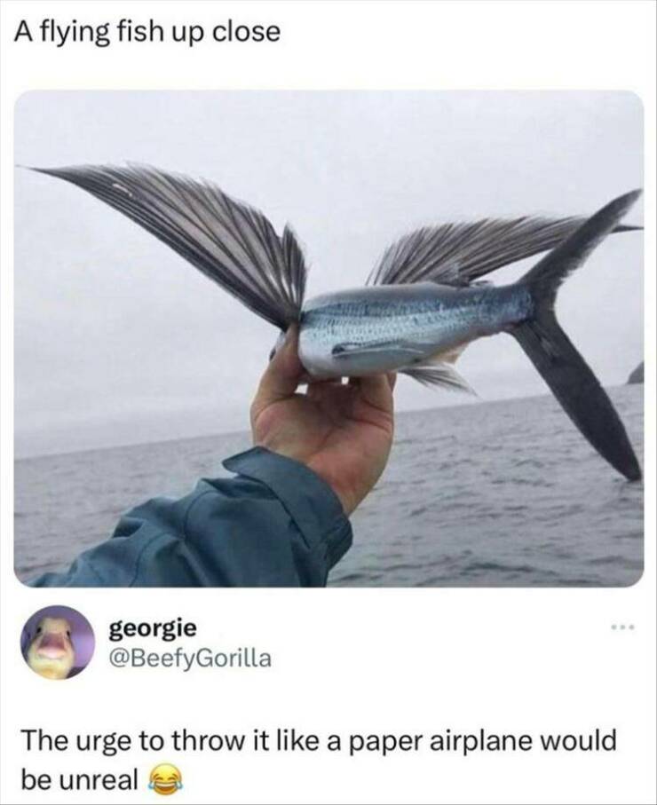 funny memes A flying fish up close The urge to throw it like a paper airplane would be unreal
