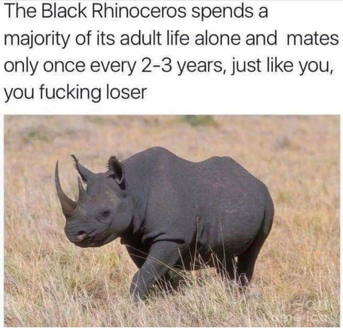 funny pictures The Black Rhinoceros spends a majority of its adult life alone and mates only once every 2-3 years, just like you,