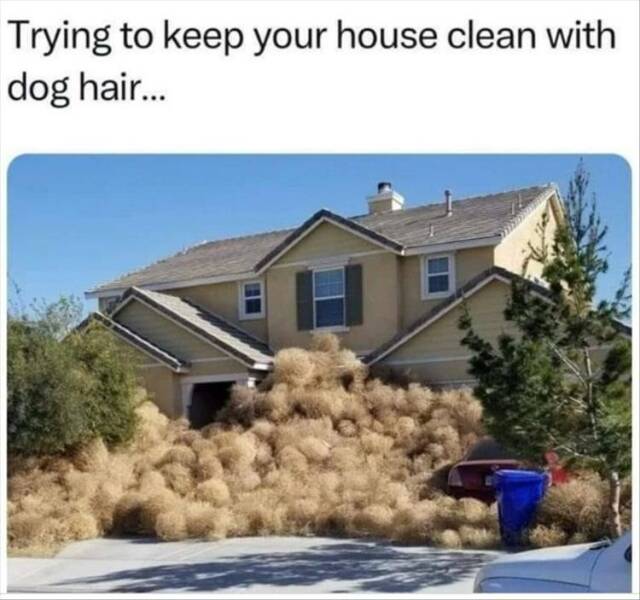 funny pictures Trying to keep your house clean with dog hair...