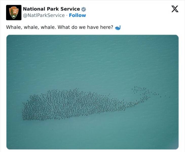 national park service tweets Whale, whale, whale. What do we have here?