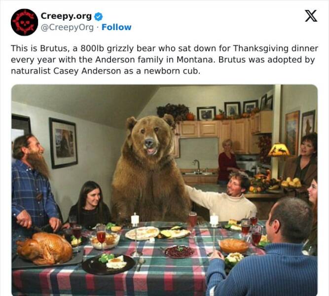 Creepy posts This is Brutus, a 800lb grizzly bear who sat down for Thanksgiving dinner every year with the Anderson family in Montana. Brutus was adopted by naturalist Casey Anderson as a newborn cub.