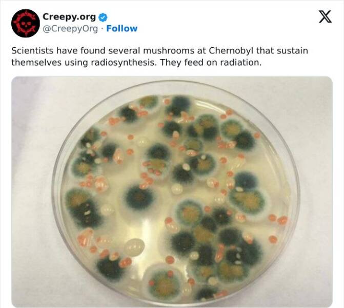 Creepy posts Scientists have found several mushrooms at Chernobyl that sustain themselves using radiosynthesis. They feed on radiation.