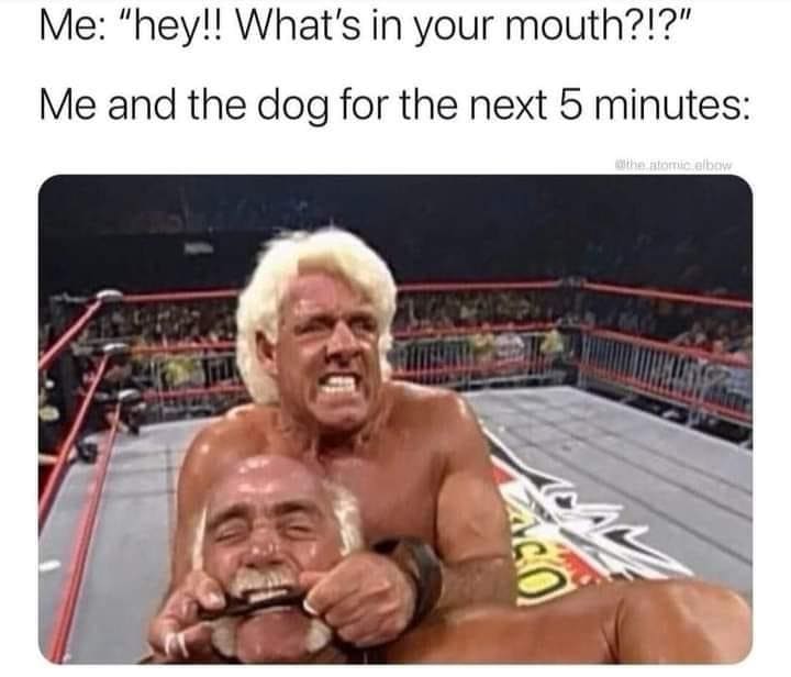 funny memes Me: "hey!! What's in your mouth?!?" Me and the dog for the next 5 minutes: