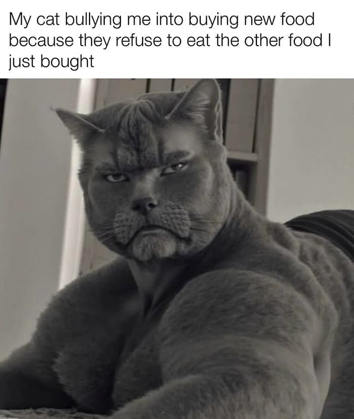 funny memes My cat bullying me into buying new food because they refuse to eat the other food I just bought