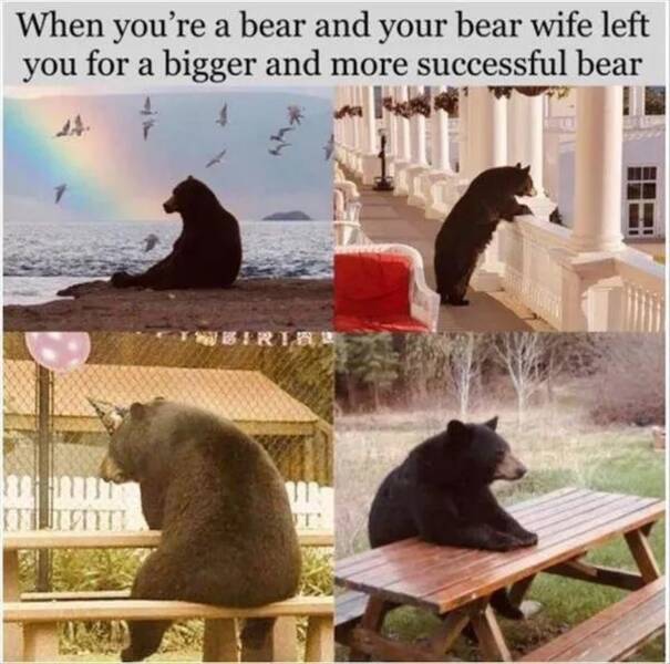 funny pics When you're a bear and your bear wife left you for a bigger and more successful bear
