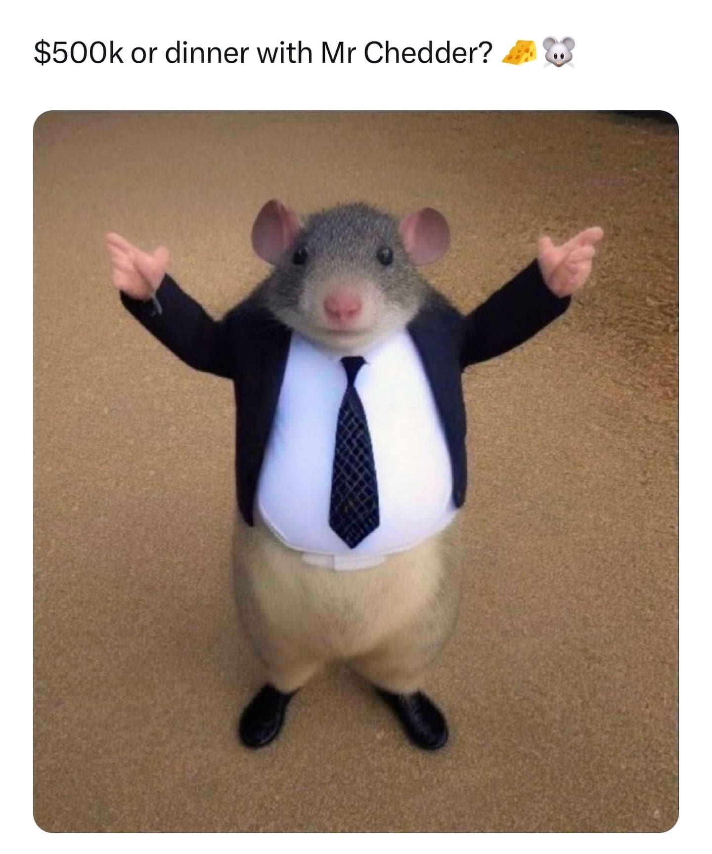 funny pics $500k or dinner with Mr Chedder?