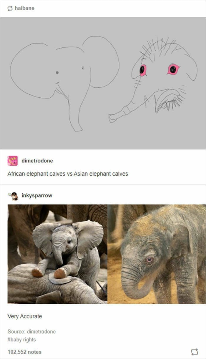 funny Tumblr posts African elephant calves vs Asian elephant calves