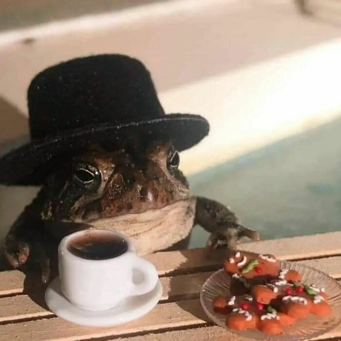 Weird Hats frog with top hat