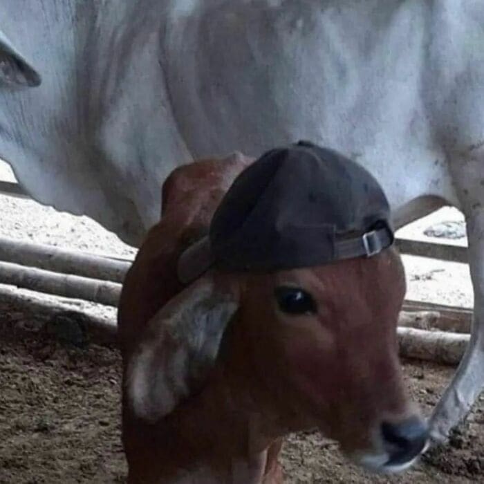 Weird Hats calf with hat