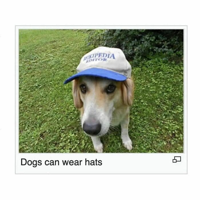 Weird Hats dog with baseball hat