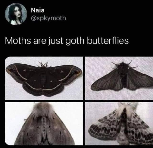 funny pics Moths are just goth butterflies