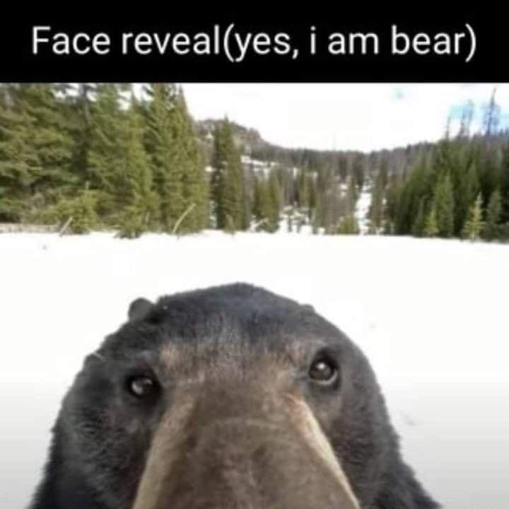 Bear memes Face reveal (yes, i am bear)