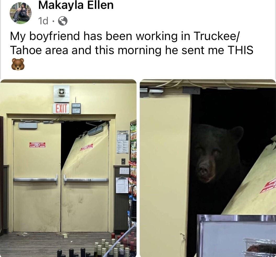 Bear memes My boyfriend has been working in Truckee/ Tahoe area and this morning he sent me THIS