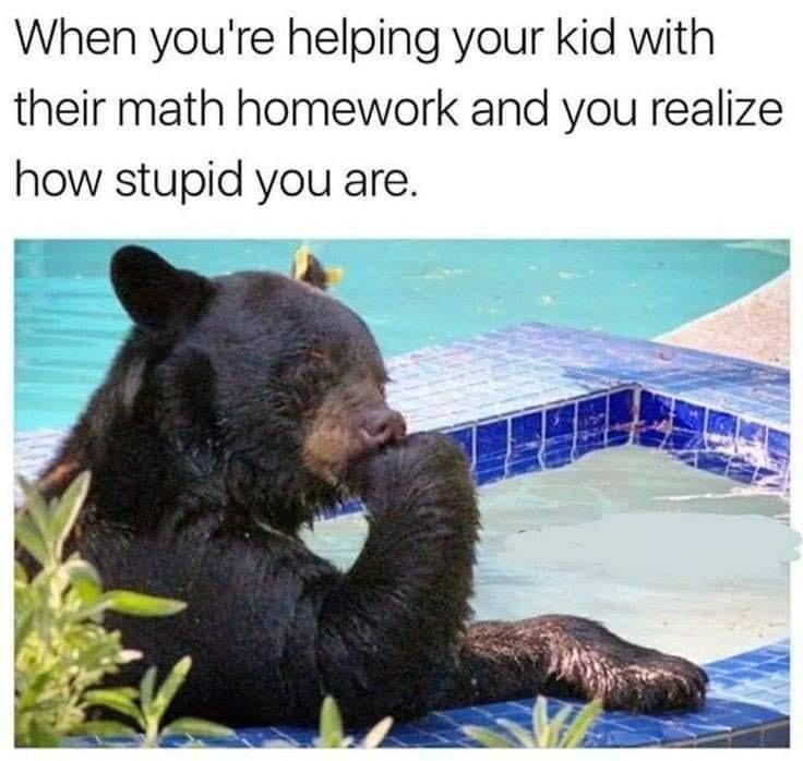 Bear memes When you're helping your kid with their math homework and you realize how stupid you are.