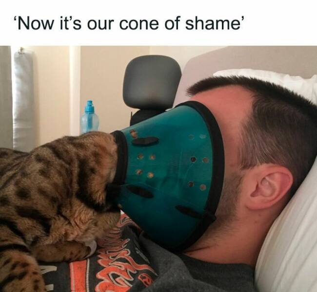 Cat Memes 'Now it's our cone of shame'