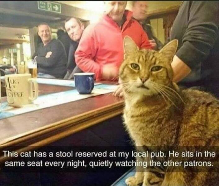 Cat Memes This cat has a stool reserved at my local pub. He sits in the same seat every night, quietly watching the other patrons.
