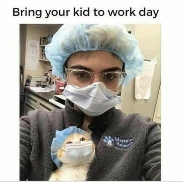 Cat Memes Bring your kid to work day