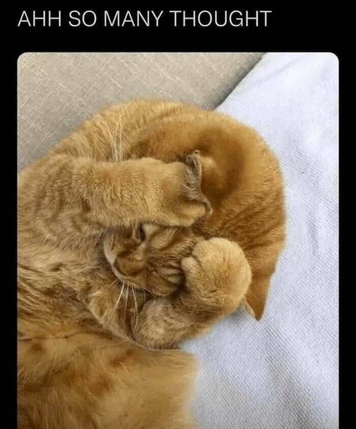 Cat Memes AHH SO MANY THOUGHT