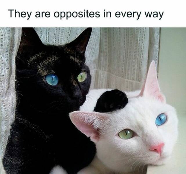 Cat Memes They are opposites in every way