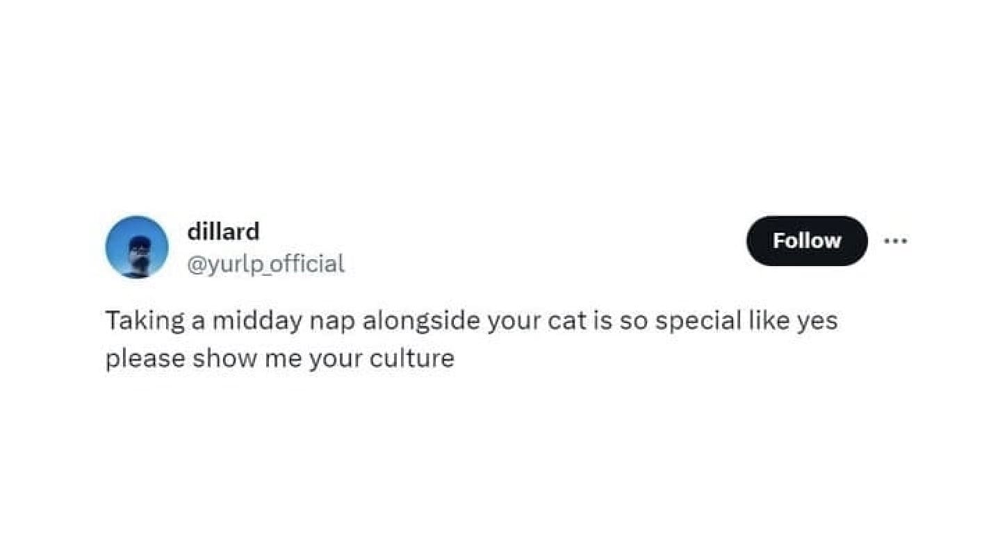 38 Cat Tweets That Expose the True Majesty of Feline Comedy