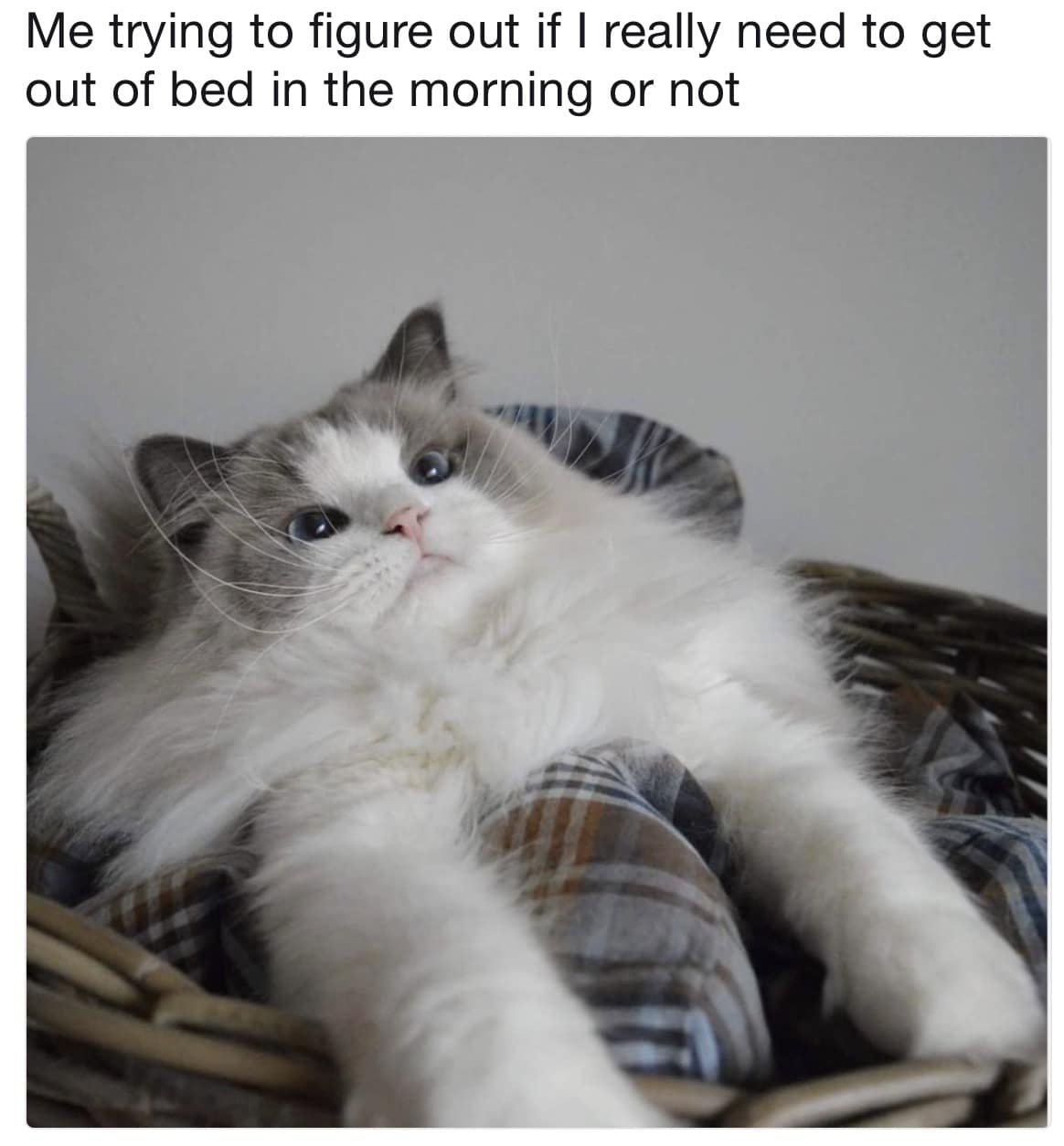 classic memes, vintage memes