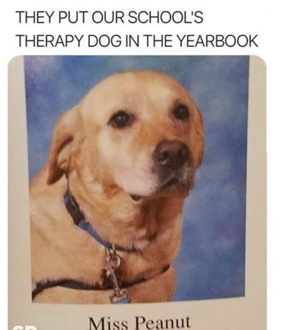 classic memes, vintage memes