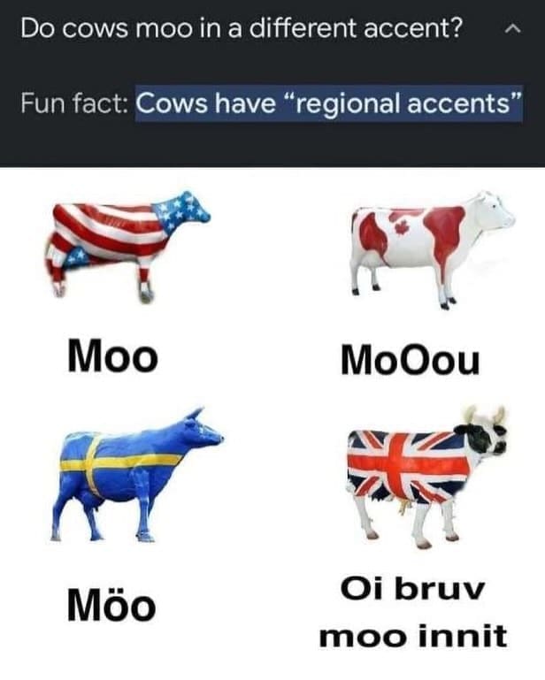 funny memes Do cows moo in a different accent? Fun fact: Cows have "regional accents" Moo MoOou Möo Oi bruv moo innit