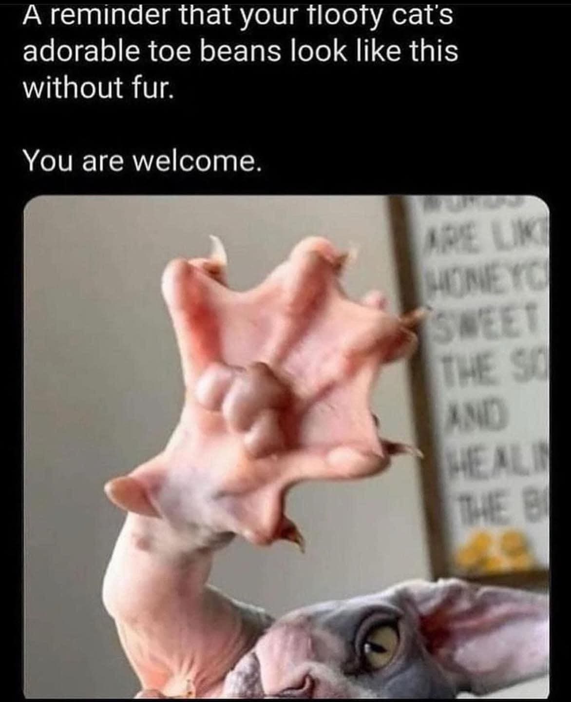 funny memes A reminder that your flooty cat's adorable toe beans look like this without fur. You are welcome.